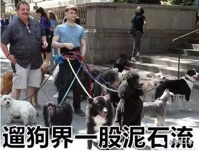 最新遛狗趋势探索,方法与技巧的全面解析