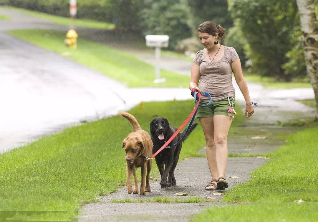 最新遛狗趋势探索,方法与技巧的全面解析