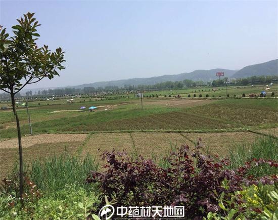 汉中元胡市场最新动态报告