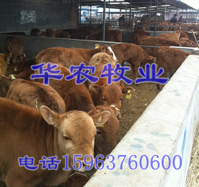 最新牛羊价格行情分析，市场走势预测与价格解读