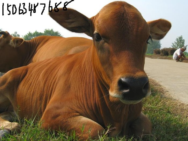 小牛犊的价格揭秘,巷弄深处的神秘宝藏之旅