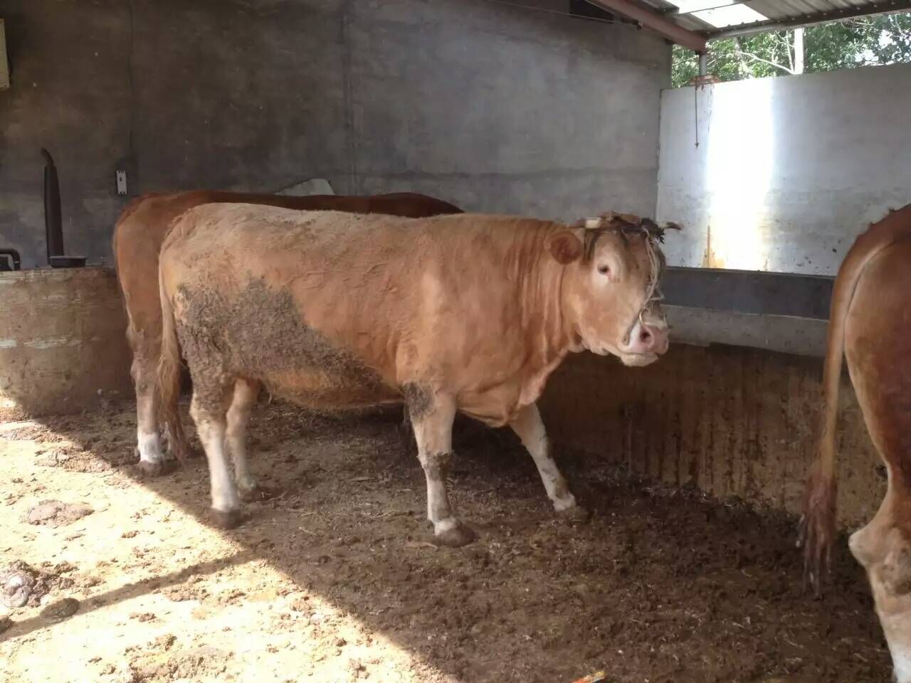 小牛犊的价格揭秘,巷弄深处的神秘宝藏之旅