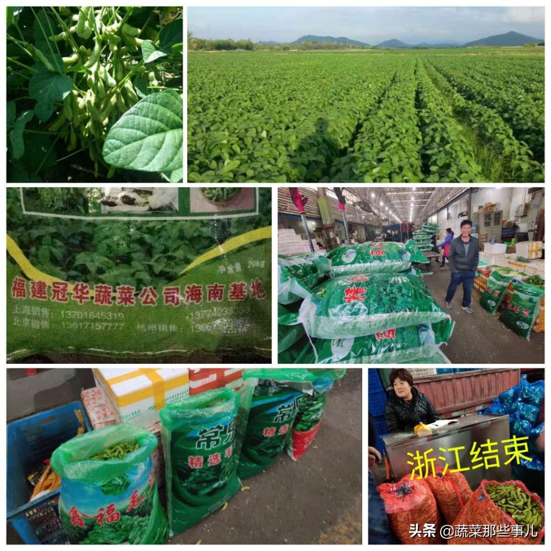 干蚕豆行情,一颗豆子的成长与励志之旅