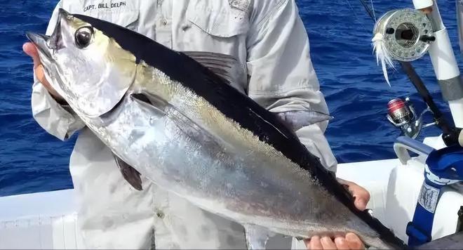 金枪鱼价格最新行情揭秘,现在多少钱一斤?