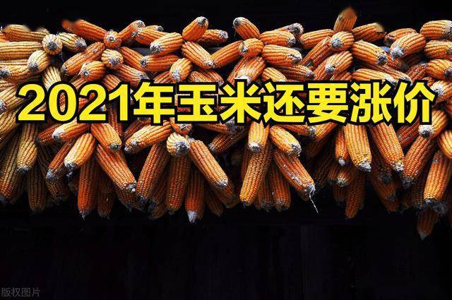 玉米价格最新行情预测,与自然美景同行,探寻内心平和与喜悦之旅