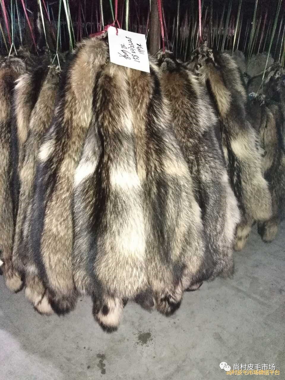 貉子价格最新行情,自然美景探险之旅中的经济观察