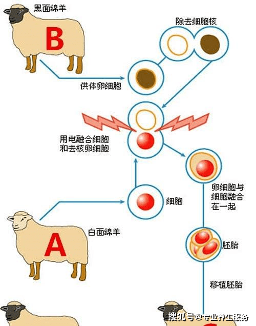 克隆技术最新进展,小巷深处的未来科技与特色小店的探索