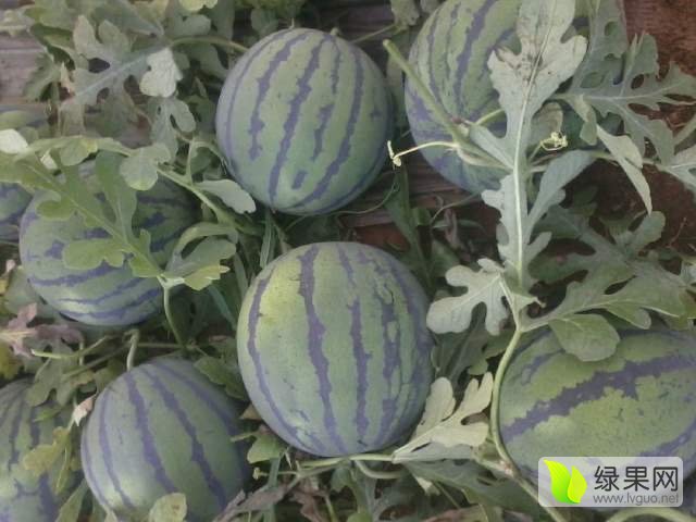 东营西瓜最新价格揭秘,小巷深处的甜蜜秘密