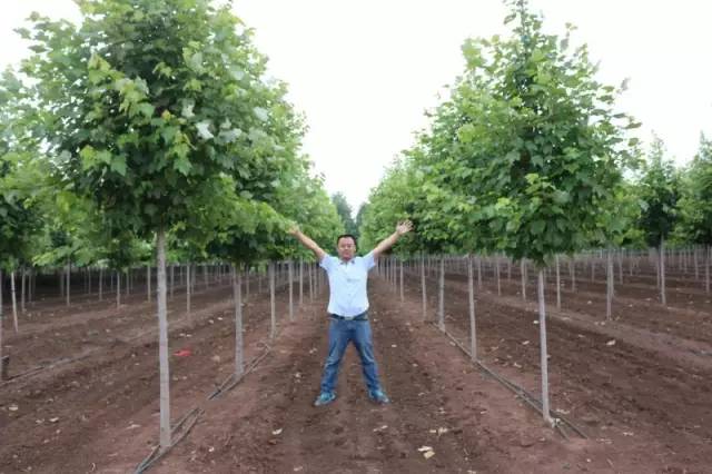 求购苗木最新信息,专业指南、关键要点解析与苗木采购指南