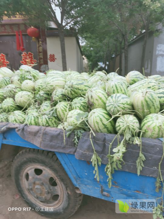 利津西瓜最新价格及市场走势选购指南