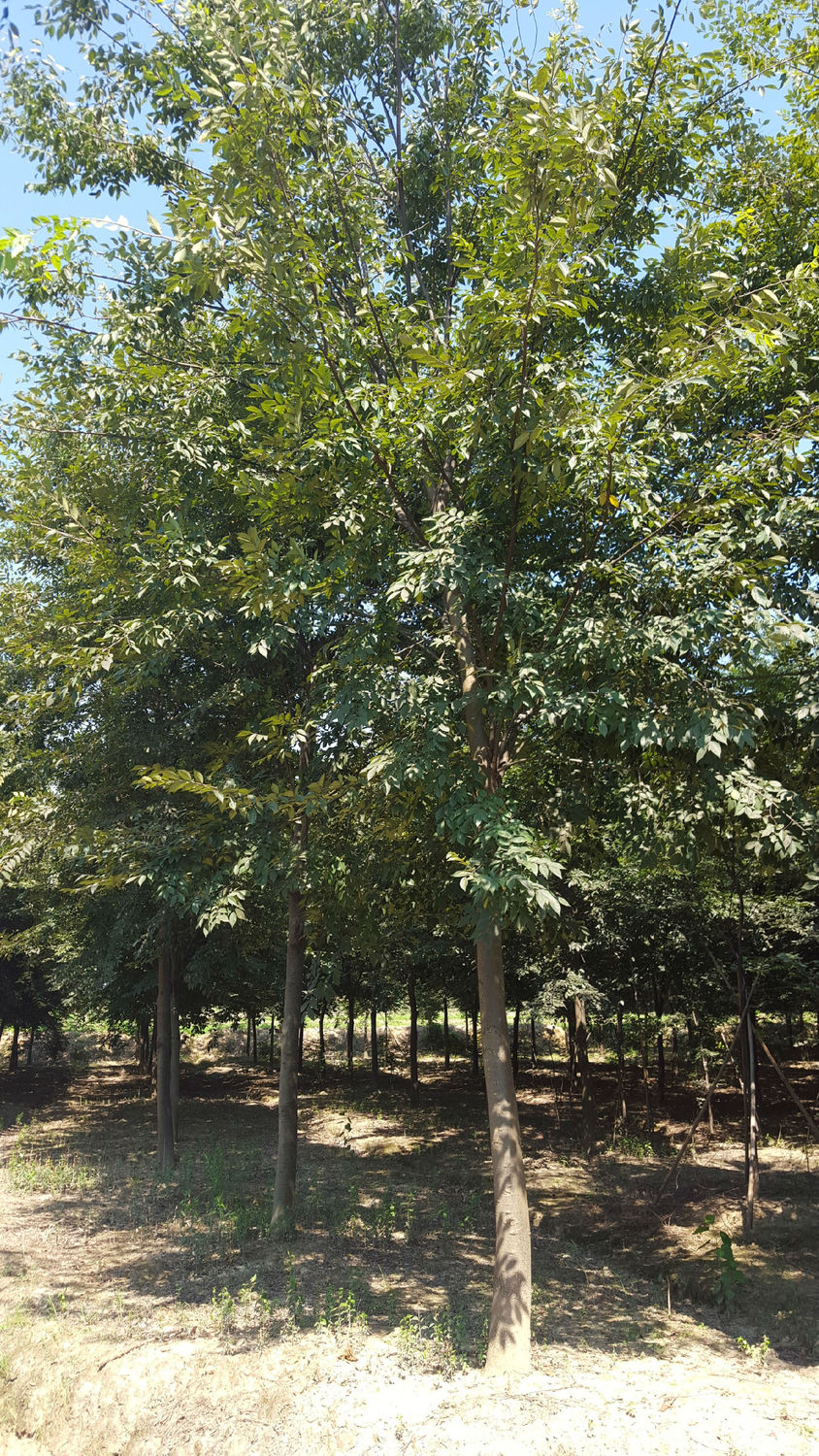 榉树最新价格及市场走势多元观点分析