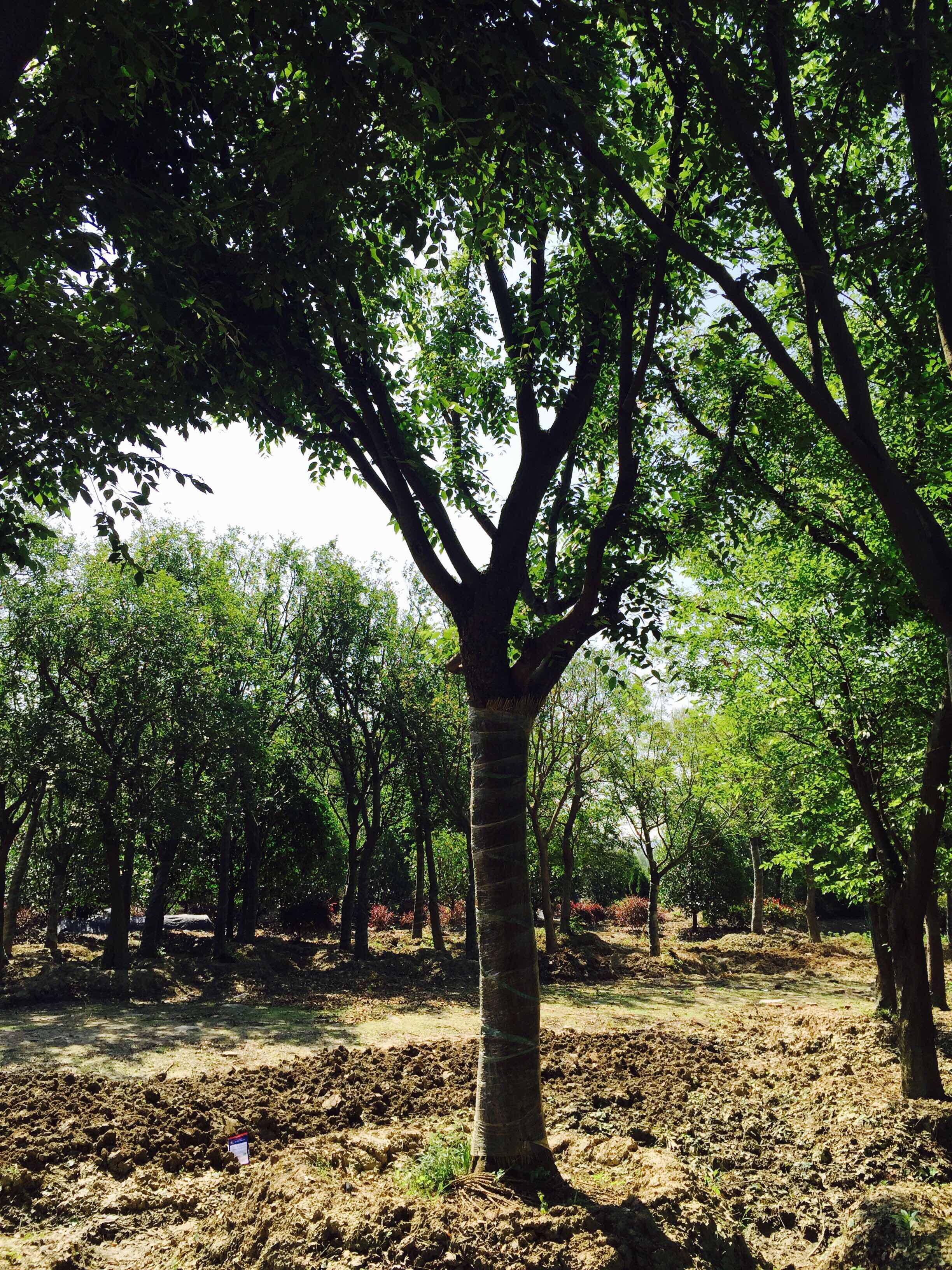 榉树最新价格及市场走势多元观点分析