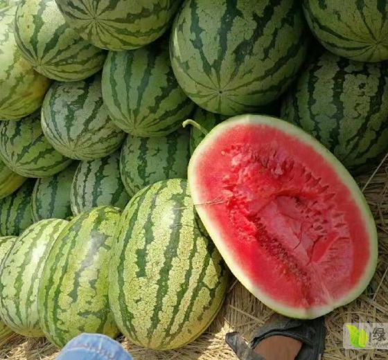 库伦西瓜最新价格,科技引领美味革新,开启智能生活新纪元