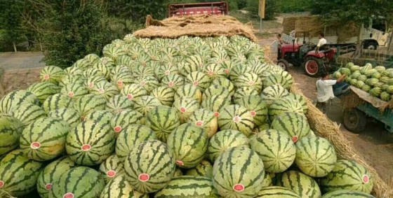 库伦西瓜最新价格,科技引领美味革新,开启智能生活新纪元