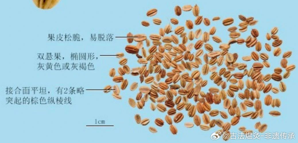 蛇床子最新价格揭秘，小巷中的珍稀药材宝藏