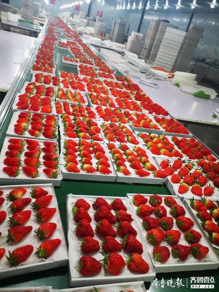 草莓社区最新探索之旅,自然美景的轻松之旅 2025