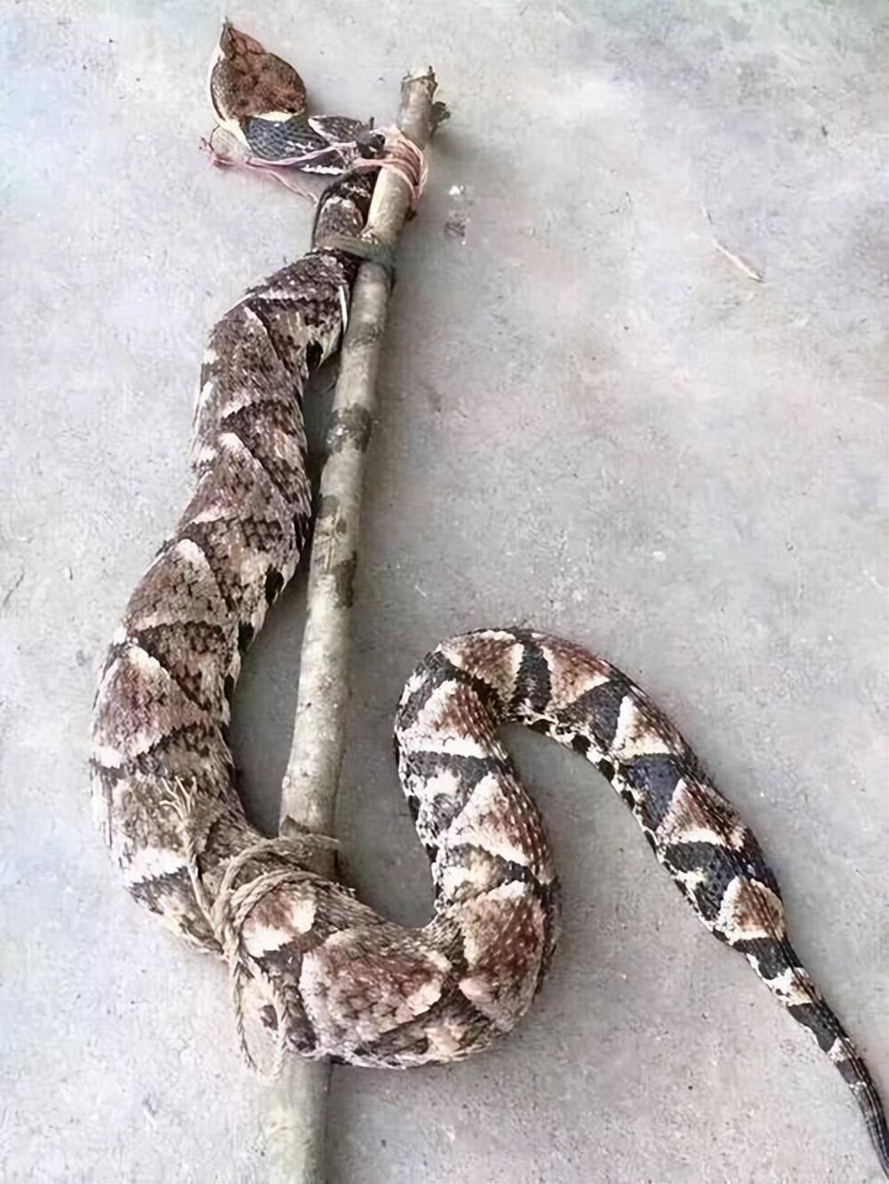 柴火灶台的温暖日常,最新视频集锦