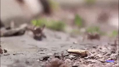 蝗灾最新动态更新,最新动向与影响分析