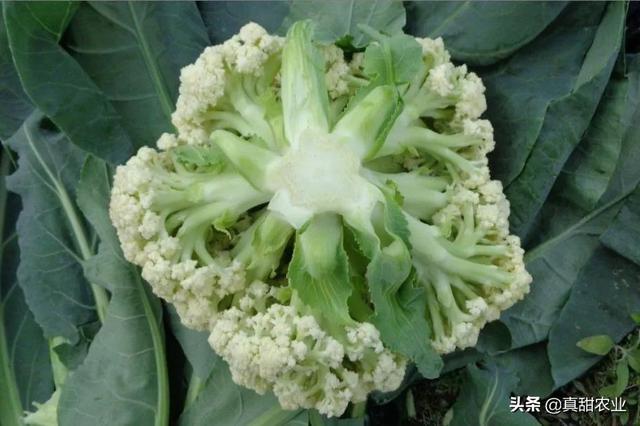 巷弄深处的独特小店，最新散花下的味蕾之旅