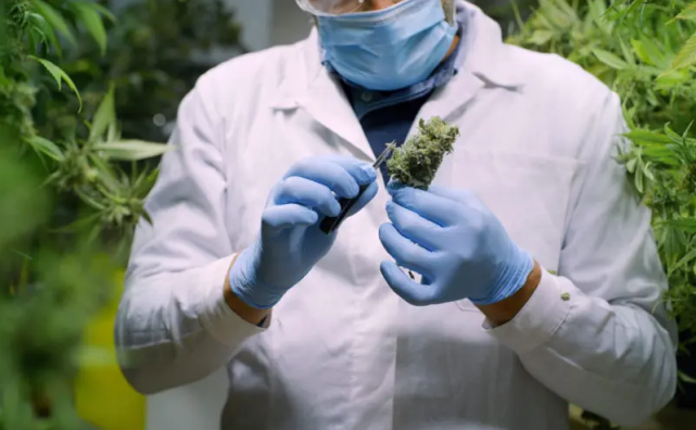 大麻议题持续演变，最新动态与探讨