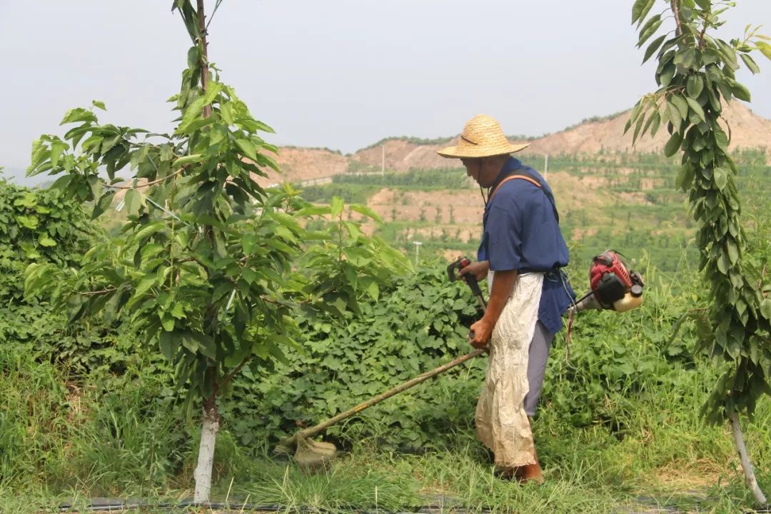 现代除草技术革新探索，最新除草技术解析