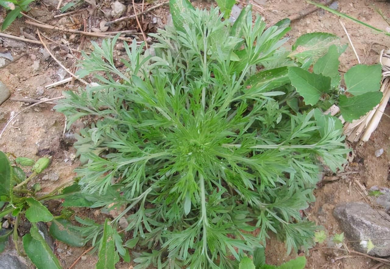 银屑病最新中药治疗药物探索，小巷深处的神秘宝藏揭秘