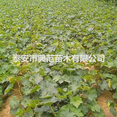 最新甜菜品种介绍及特点分析