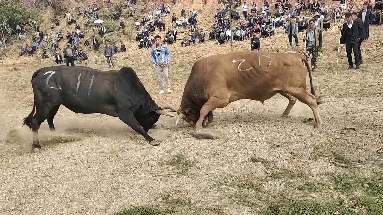 农村斗牛比赛的温馨故事，牛气冲天，情义相伴之旅