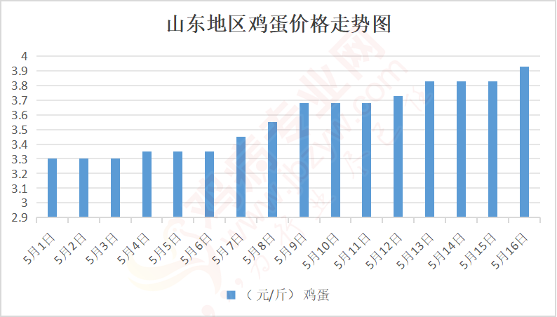 山东鸡蛋价格行情今日揭秘，一场友情与陪伴的温馨故事
