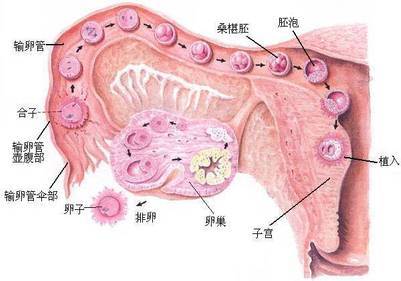 卵子窝最新探索，小巷中的美食秘密