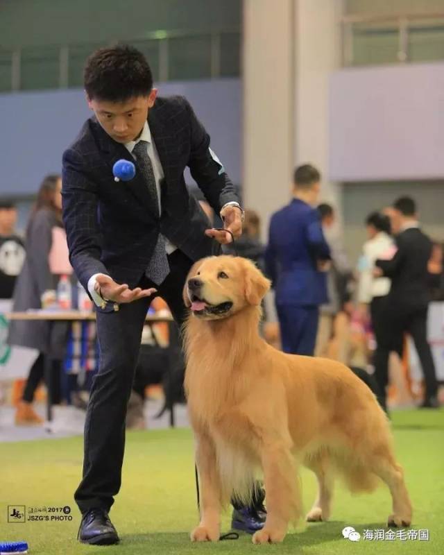 科技重塑竞技体验，金毛比赛新要求与科技创新结合