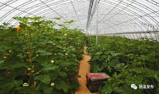 杨凌城建新闻动态，城市建设的最新进展与动态观察 🌆