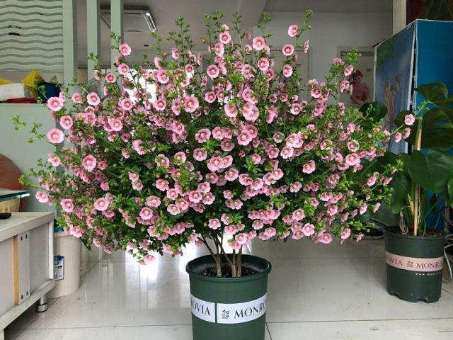 最新花灌木科技重塑生活美学，未来之花海盛宴体验