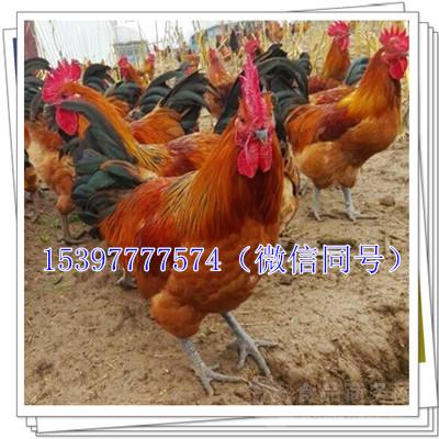 肉鸡毛鸡价格行情背后的励志心灵之旅