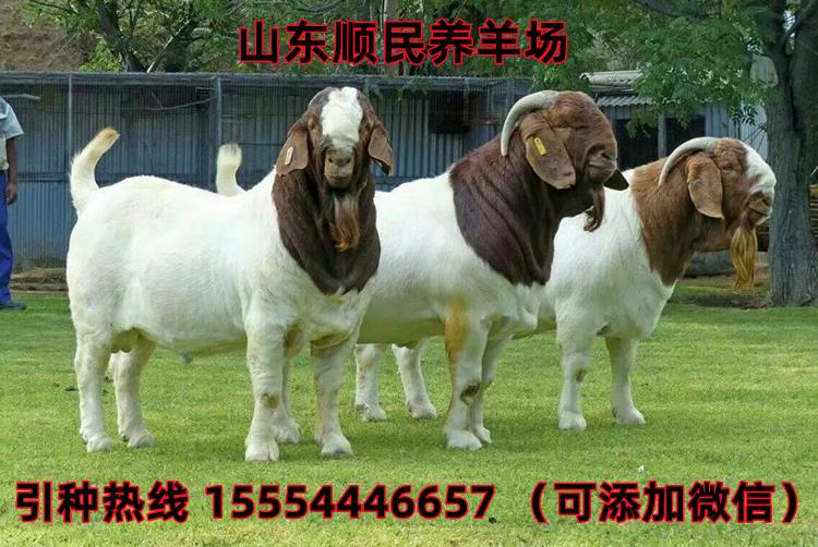 山西羊价格最新行情揭秘，小巷深处的羊肉秘境