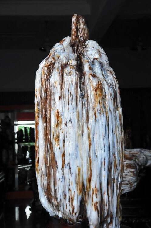 最新树化玉价格,一段友情与陪伴的温馨故事