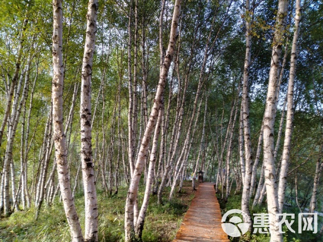 桦木行情深度解析，揭秘市场趋势与机遇 🌳🪑