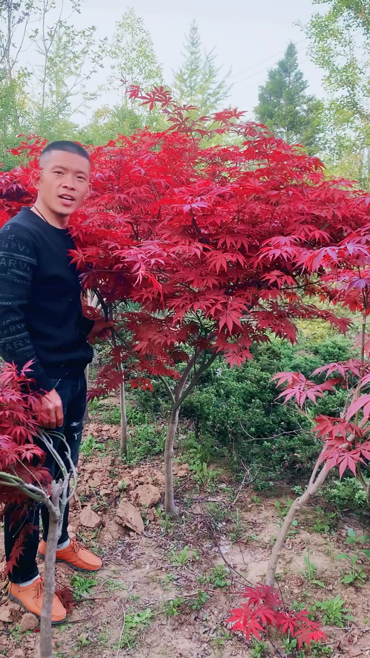红枫资讯深度剖析，观点与影响力探讨