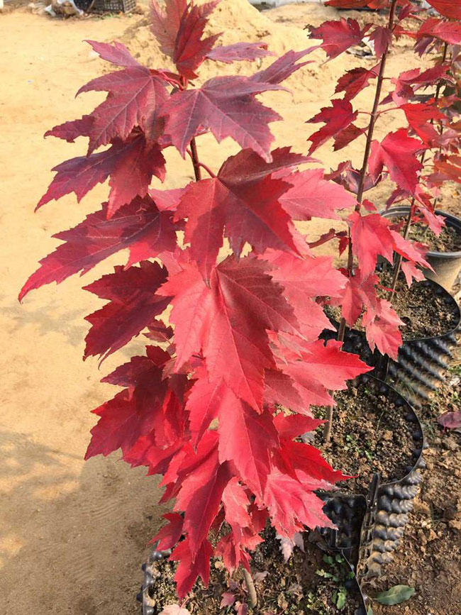 红枫资讯深度剖析,观点与影响力探讨