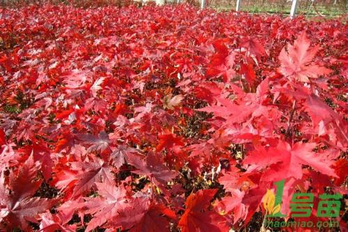 红枫资讯深度剖析,观点与影响力探讨