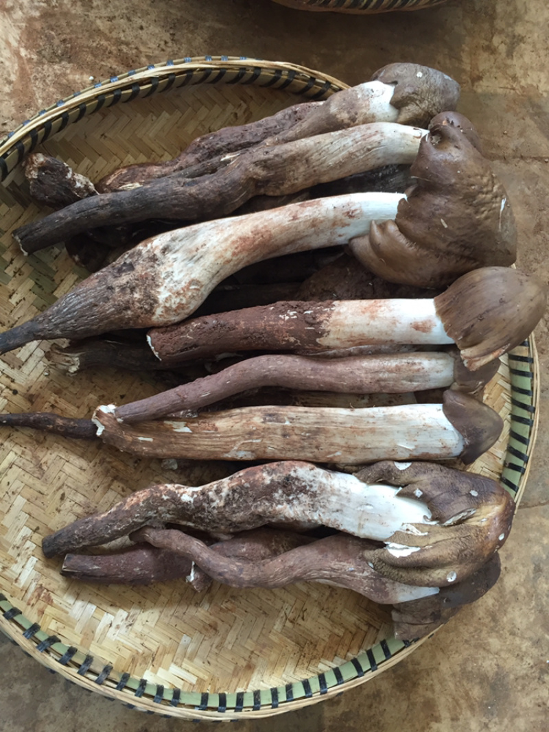 新鲜鸡枞，自然的馈赠与时代印记的珍稀美味