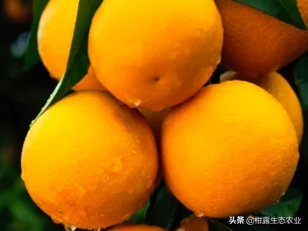 沙糖桔的季节脚步，探寻上市时刻，开启心灵之旅