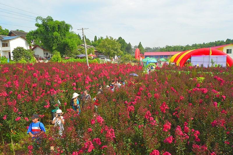 南充猪肉价格动态，时代印记与市场的波动交织影响