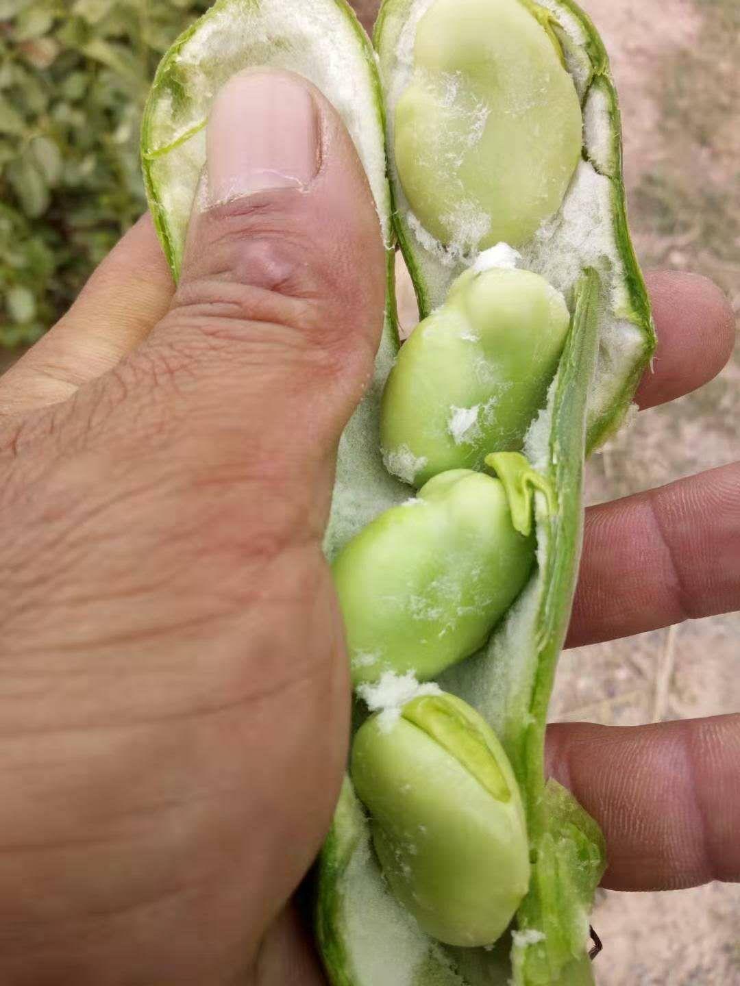 干蚕豆行情，一颗豆子的成长与励志之旅