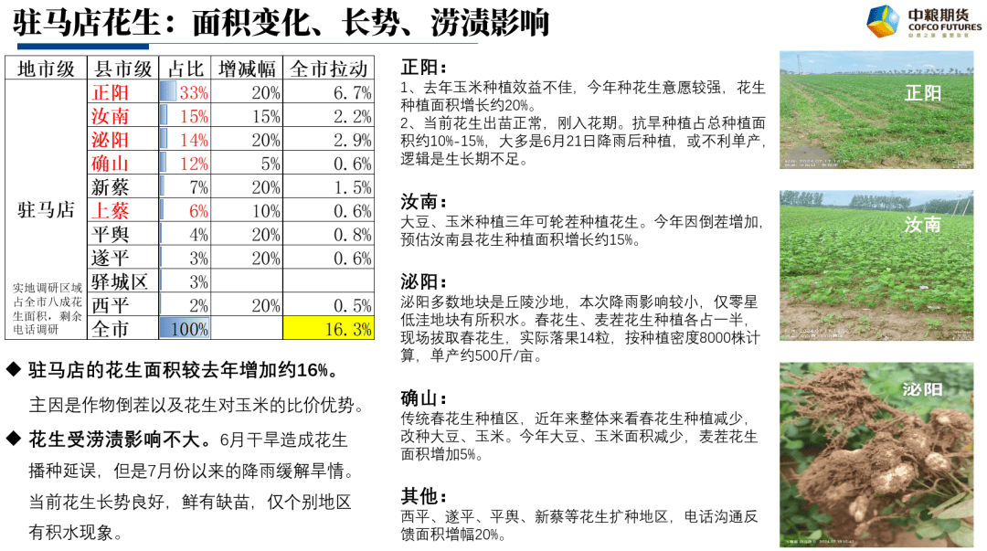 河南花生最新市场价格行情概览