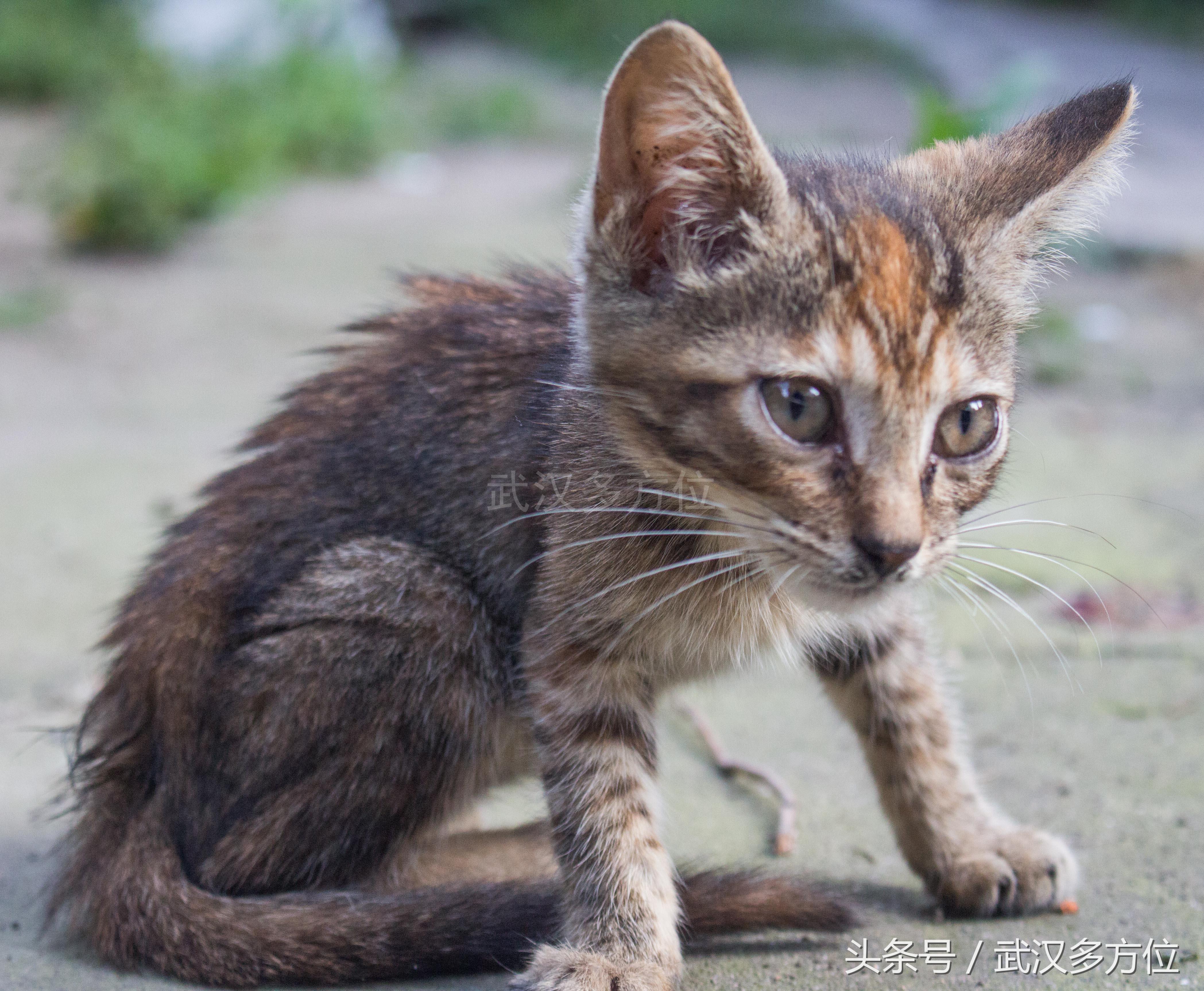 猫咪最新社区参与指南，如何加入并与爱猫人士共同分享快乐？