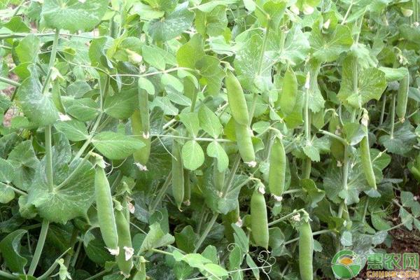 进口豌豆价格行情更新，最新趋势与价格分析📊🌱