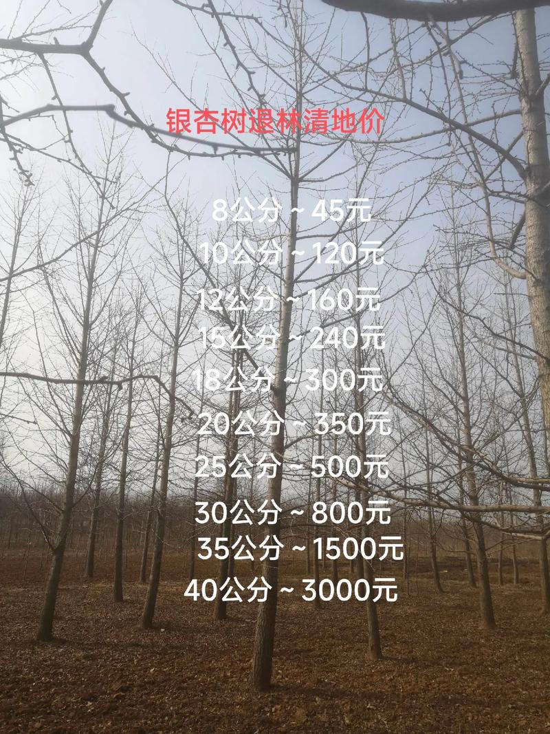 银杏树最新报价，成长价值与学习的力量探索