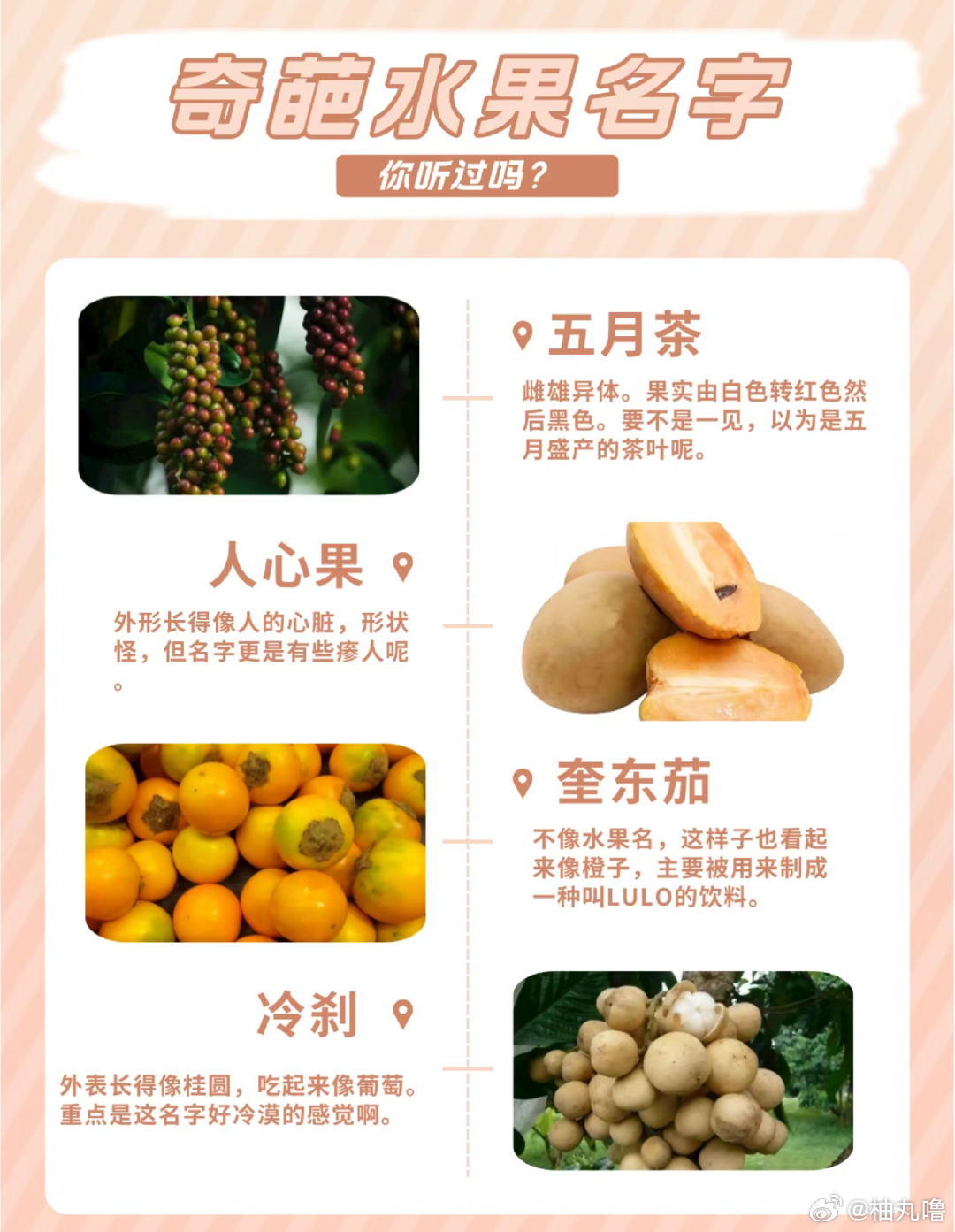 珍稀水果最新品种的解析与观点阐述