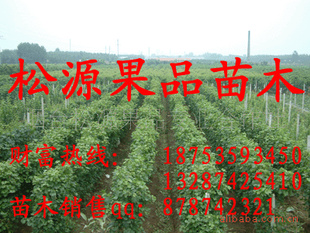 求购苗木最新信息，专业指南、关键要点解析与苗木采购指南